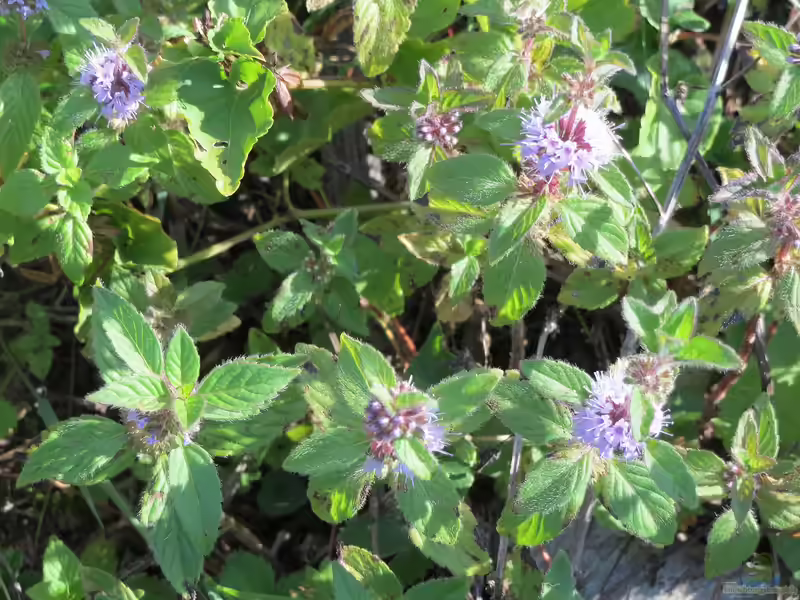Mentha arvensis am Gartenteich (Einrichtungsbeispiele mit Ackerminze)