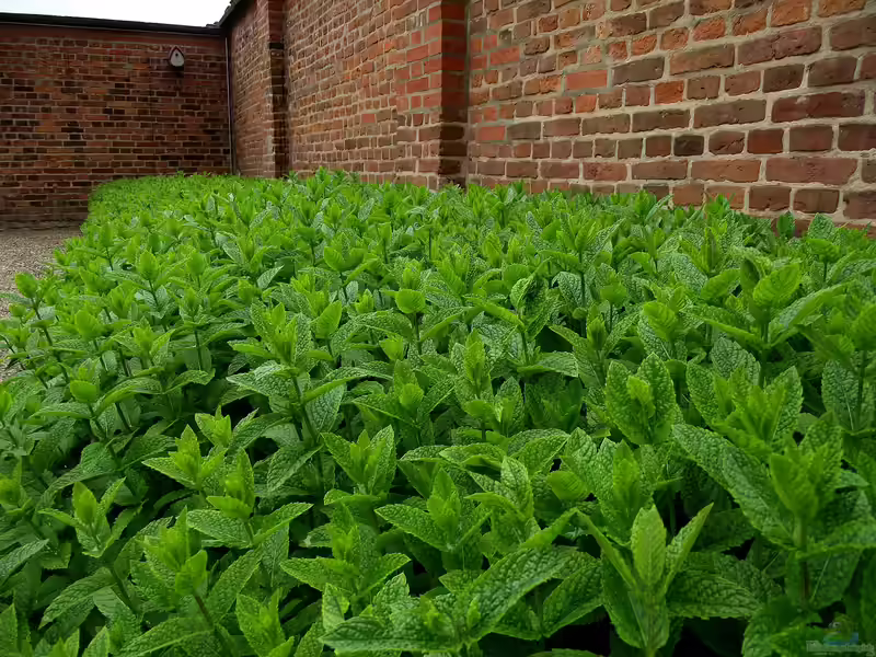 Mentha x piperita am Gartenteich (Einrichtungsbeispiele mit Pfefferminze)