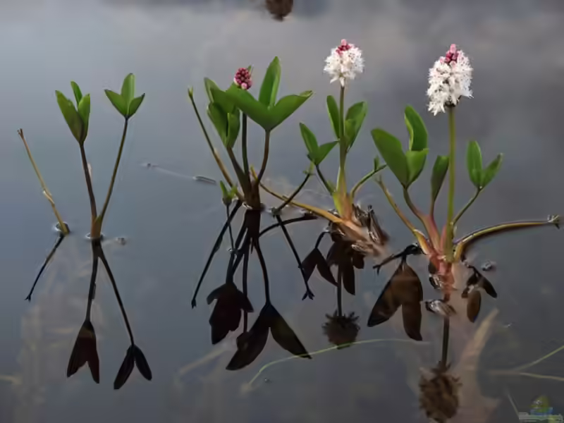Menyanthes trifoliata am Gartenteich (Einrichtungsbeispiele mit Fieberklee)