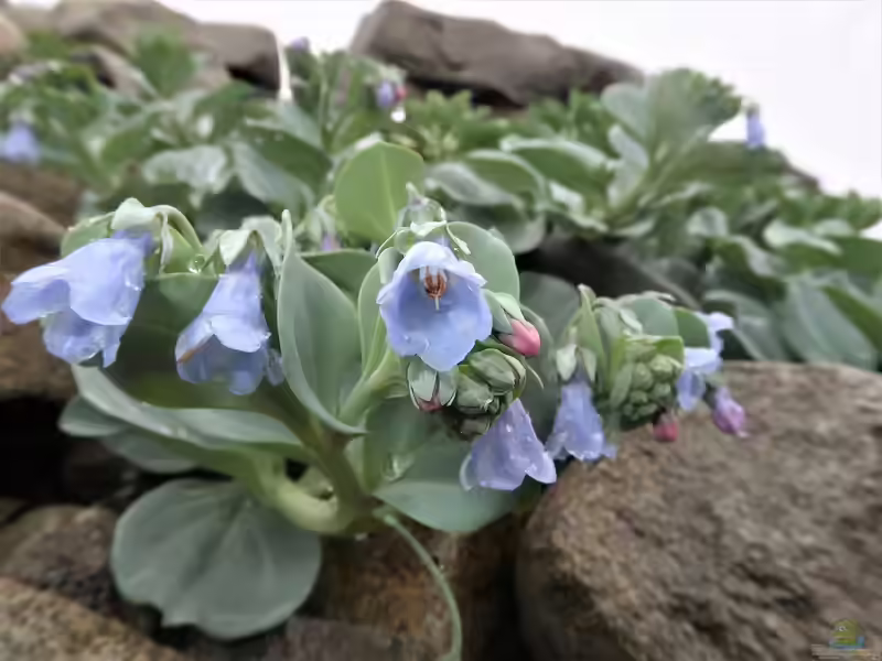 Mertensia maritima im Garten pflanzen (Einrichtungsbeispiele mit Küsten-Blauglöckchen)