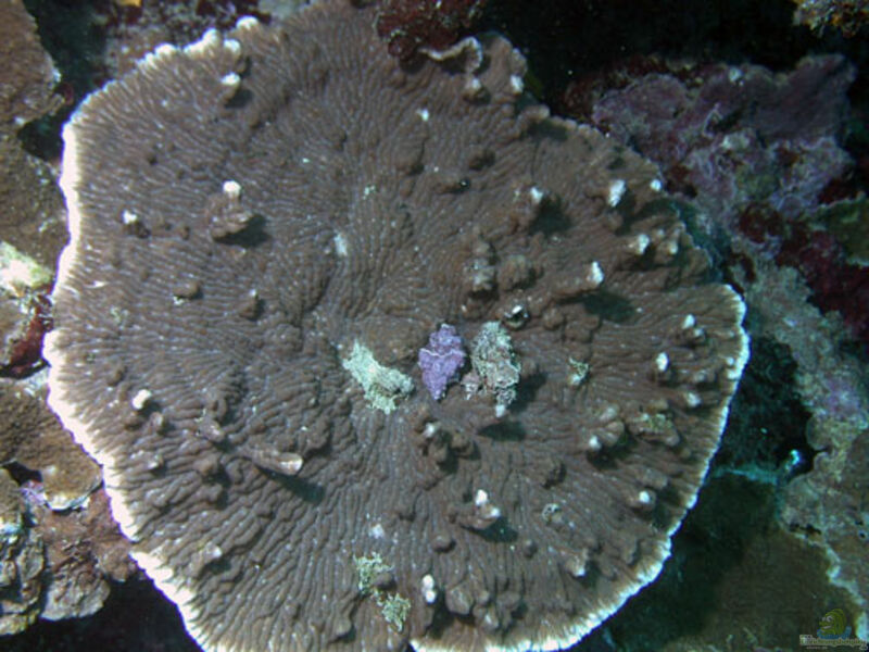 Merulina ampliata im Aquarium halten (Einrichtungsbeispiele für Großpolypige Steinkoralle)  - Merulina-ampliataaquarium