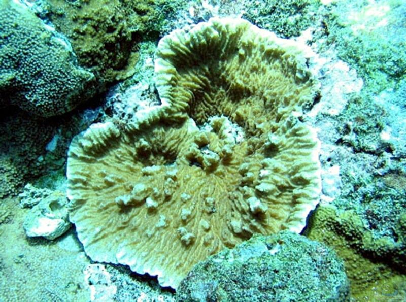 Merulina scabricula im Aquarium halten (Einrichtungsbeispiele für Großpolypige Steinkoralle)  - Merulina-scabriculaaquarium