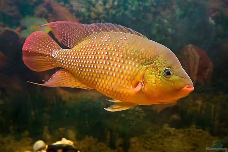 Mesoheros festae im Aquarium halten (Einrichtungsbeispiele für Roter Ecuadorbuntbarsch)