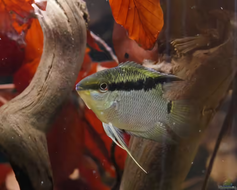 Mesonauta insignis im Aquarium halten (Einrichtungsbeispiele mit Orangefleck Flaggenbuntbarsch)