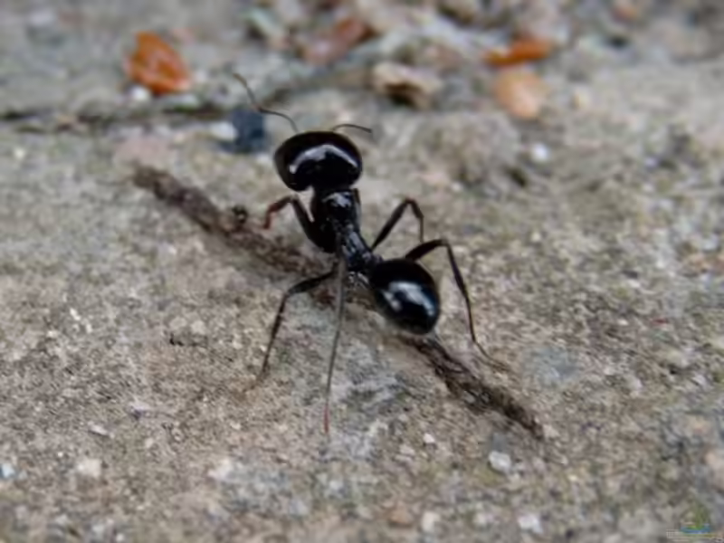 Messor barbarus im Formicarium halten (Einrichtungsbeispiele für Westliche Ernteameise)