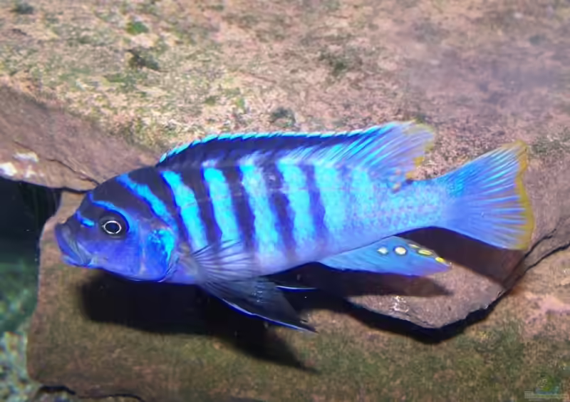 Maylandia zebra im Aquarium halten (Einrichtungsbeispiele mit Blauer Malawibuntbarsch)