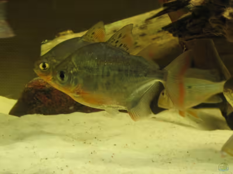 Metynnis argenteus im Aquarium halten (Einrichtungsbeispiele mit Silberdollar-Scheibensalmler)