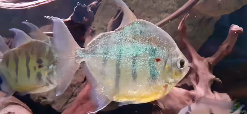 Metynnis: Silberdollars im Aquarium richtig halten (Einrichtungsbeispiele mit Scheibensalmler-Arten)