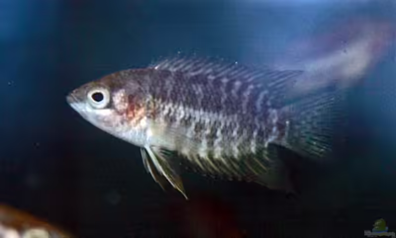 Microctenopoma congicum im Aquarium halten (Einrichtungsbeispiele mit Kongo-Zwergbuschfisch)