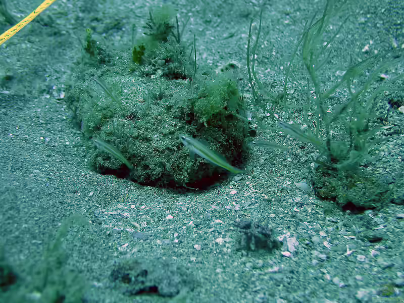 Microgobius carri im Aquarium halten (Einrichtungsbeispiele für Microgobius carri)