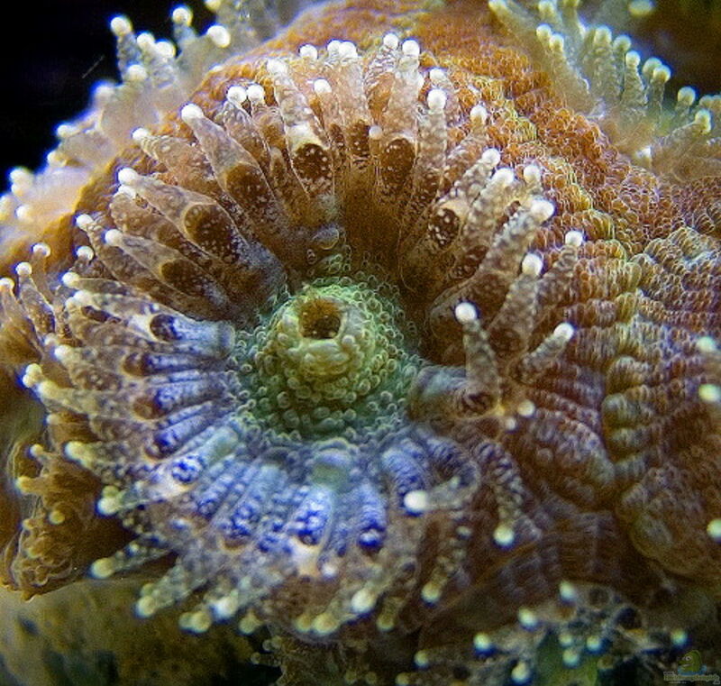 Micromussa lordhowensis im Aquarium halten (Einrichtungsbeispiele für Großpolypige Steinkoralle)  - Micromussa-lordhowensis-slnkaquarium
