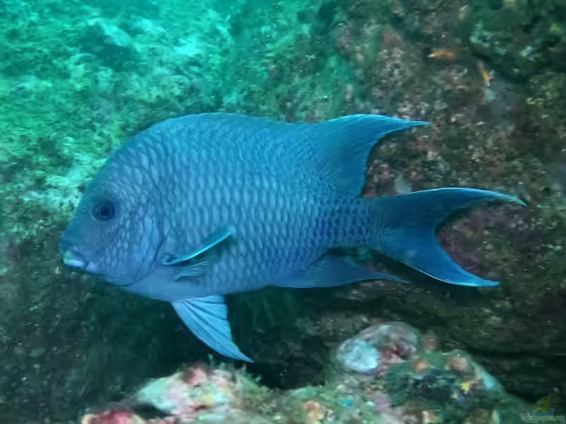 Microspathodon dorsalis im Aquarium halten (Einrichtungsbeispiele mit Riesen-Riffbarsch)