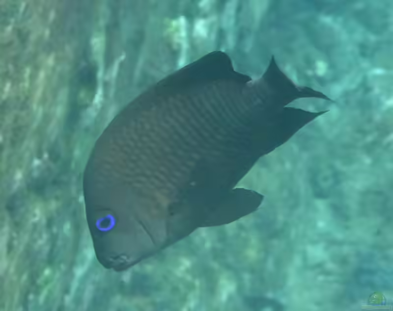 Microspathodon frontatus im Aquarium halten (Einrichtungsbeispiele mit Guinea-Riffbarsch)