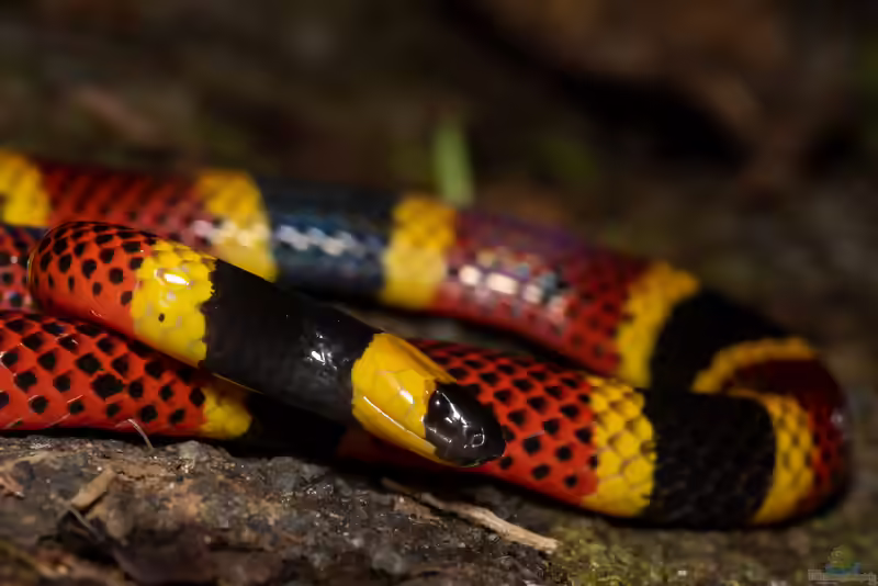 Micrurus mosquitensis: Misquito-Korallenotter im Terrarium halten (Einrichtungsbeispiele mit Misquito-Korallenotter)