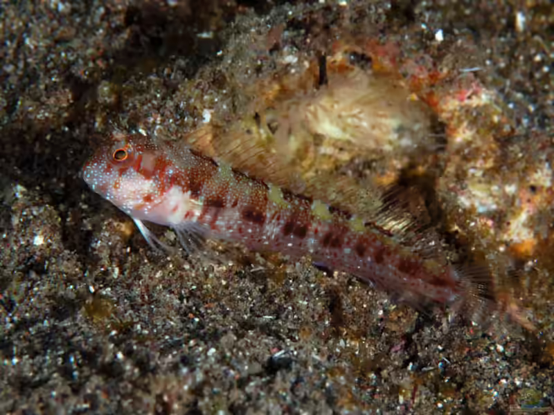 Mimoblennius atrocinctus im Aquarium halten (Einrichtungsbeispiele für Mimoblennius atrocinctus)
