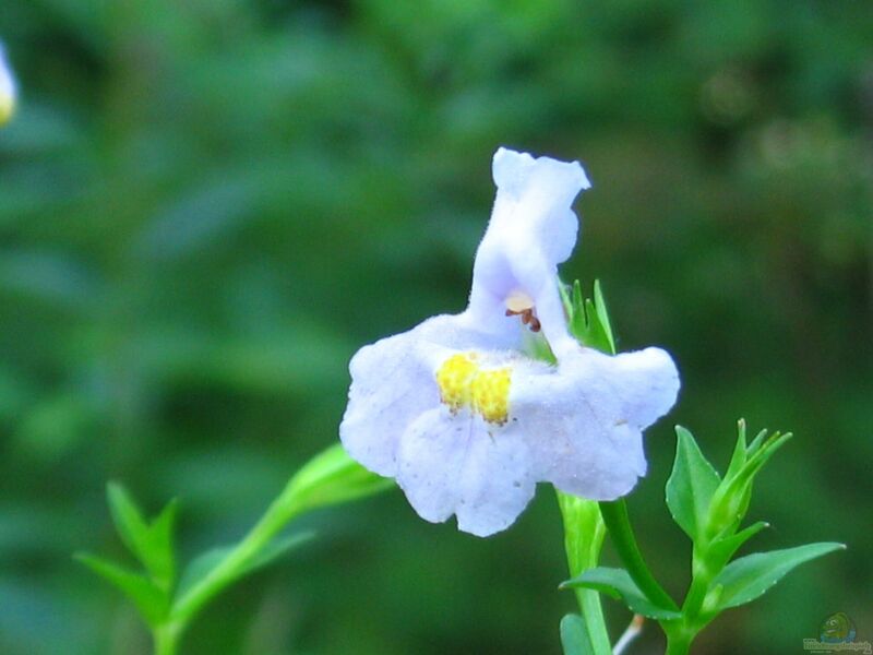 Mimulus ringens am Gartenteich (Einrichtungsbeispiele mit Blaue Gauklerblume)