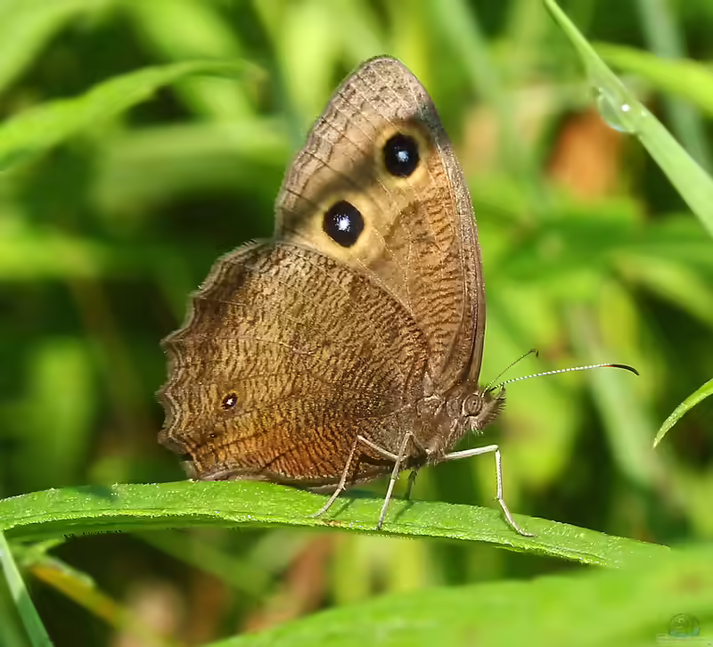Blaukernauge im Garten (Einrichtungsbeispiele mit Minois dryas)