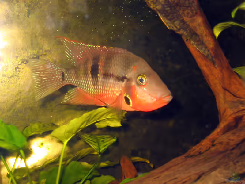 Ein Mittelamerika-Aquarium einrichten (Einrichtungsbeispiele für Mittelamerikabecken)
