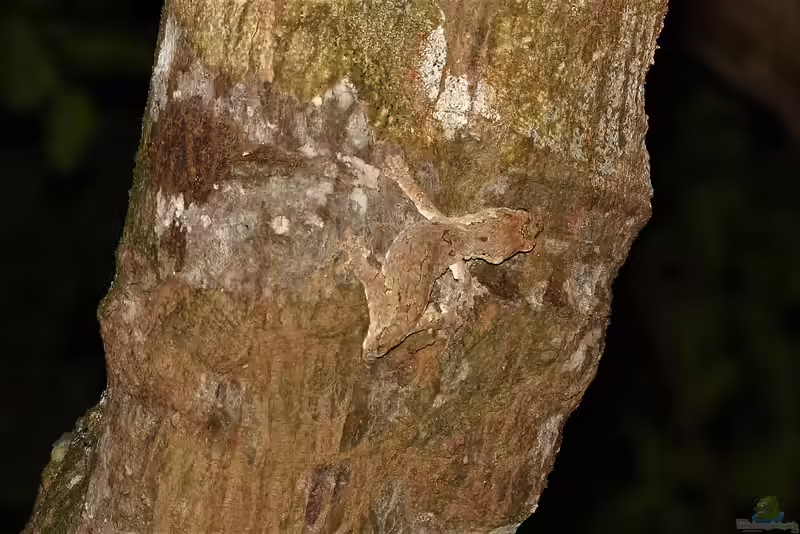 Mniarogekko chahoua im Terrarium halten (Einrichtungsbeispiele mit Neukaledonischer Riesengecko)