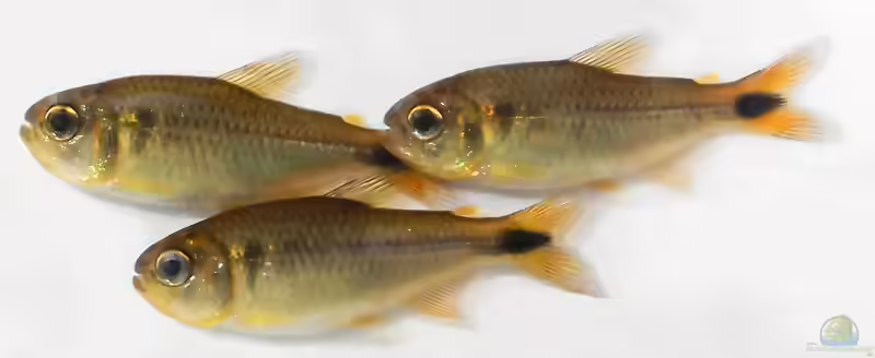 Moenkhausia cambacica im Aquarium halten (Einrichtungsbeispiele mit Moenkhausia cambacica)