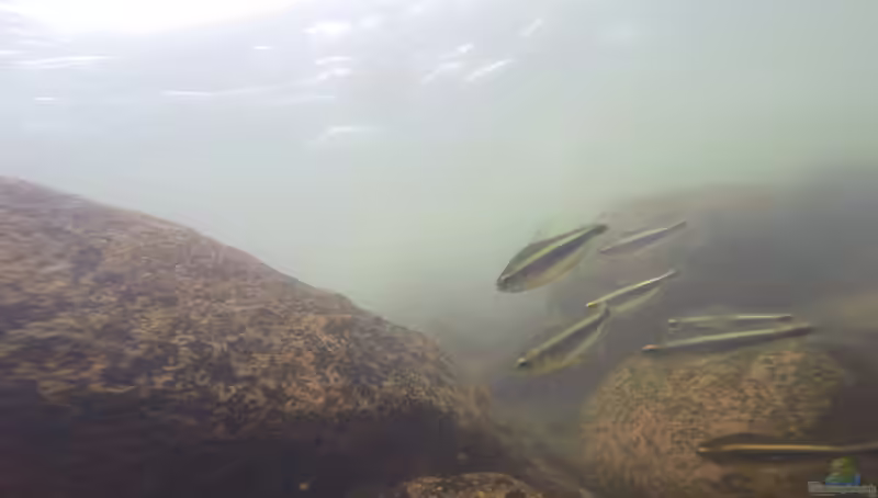 Moenkhausia heikoi im Aquarium halten (Einrichtungsbeispiele mit Heikos Leuchtaugensalmler)