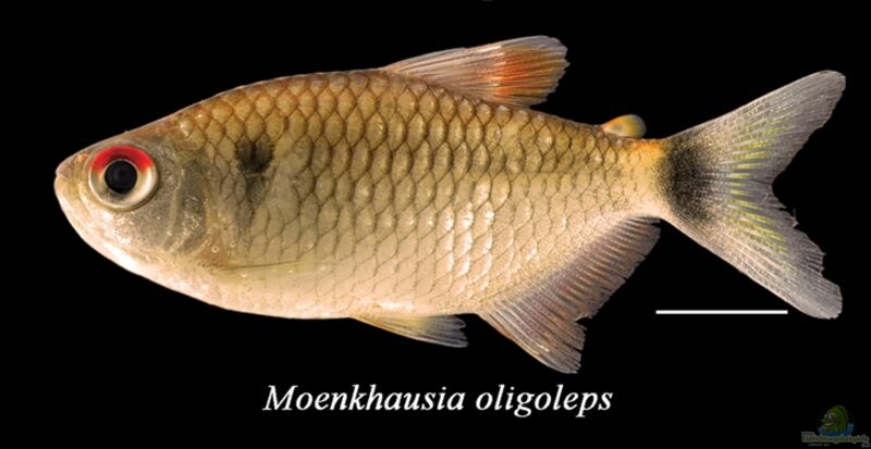 Moenkhausia oligolepis im Aquarium halten (Einrichtungsbeispiele für Schwarztupfen-Salmler)  - Moenkhausia-oligolepisaquarium