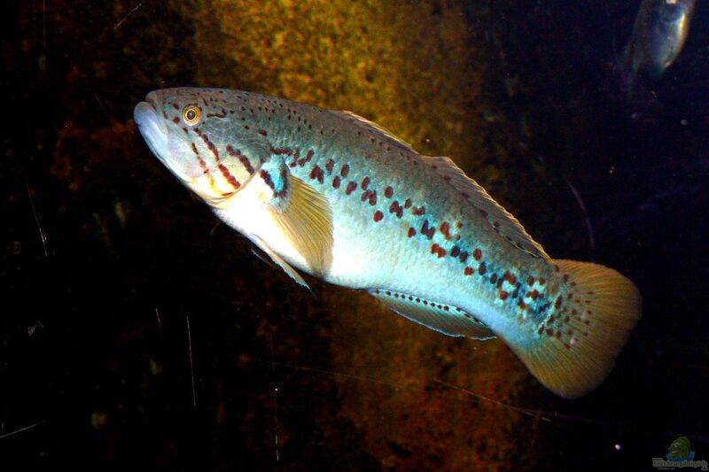 Mogurnda adspersa im Aquarium halten (Einrichtungsbeisiele für Violettgepunktete Schläfergrundel)