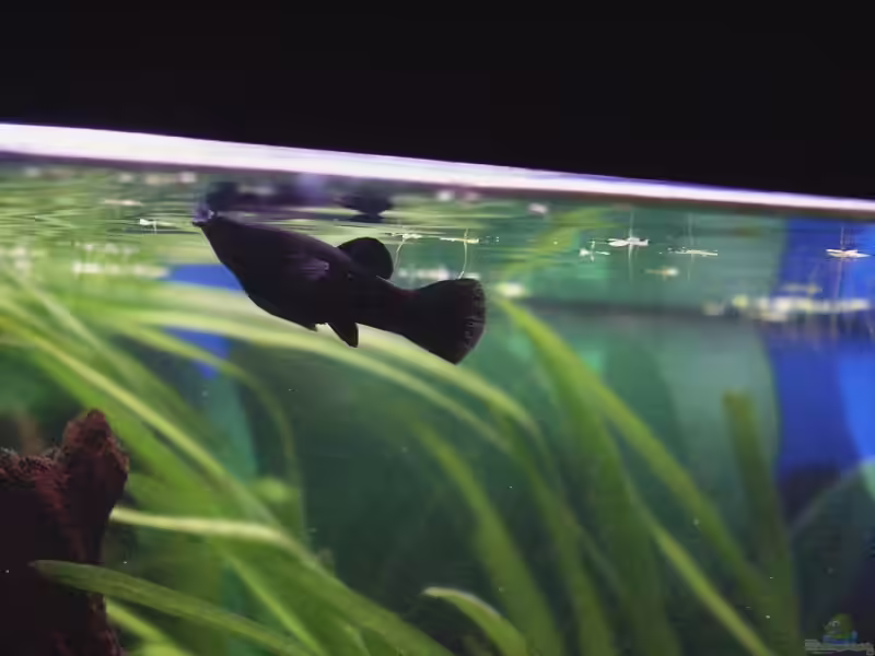 Poecilia sphenops var. Black im Aquarium halten (Einrichtungsbeispiele mit Black Mollys)