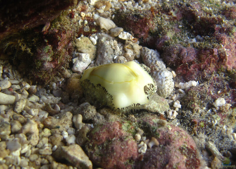 Monetaria moneta im Aquarium halten (Einrichtungsbeispiele für Geld Kaurischnecke)