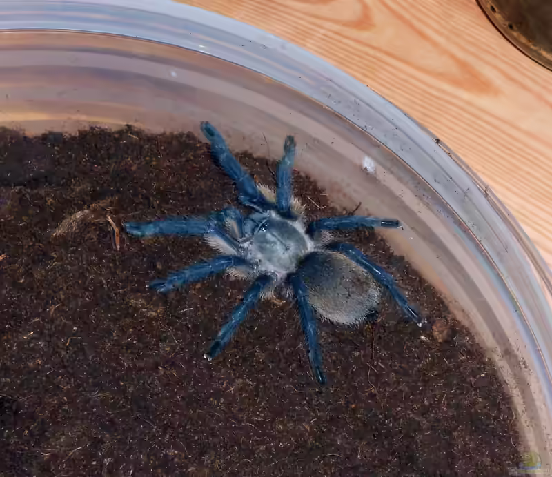 Monocentropus balfouri im Terrarium halten (Einrichtungsbeispiele mit Blaue Jemen Vogelspinne)