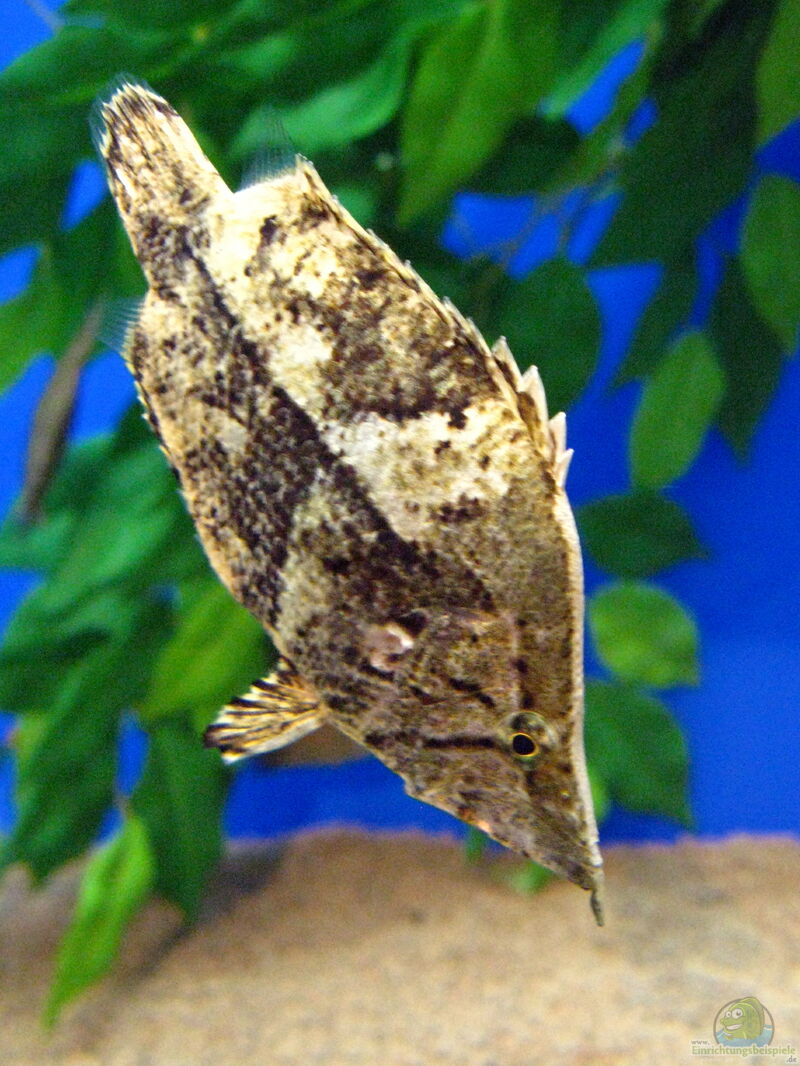 Monocirrhus polyacanthus im Aquarium halten (Einrichtungsbeispiele für Blattfische)  - Monocirrhus-polyacanthusaquarium
