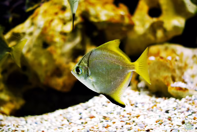 Monodactylus argenteus im Aquarium halten (Einrichtungsbeispiele für Silberflossenblatt)