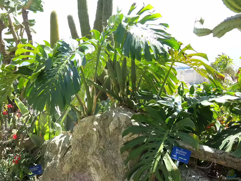 Monstera deliciosa im Garten pflanzen (Einrichtungsbeispiele mit Köstliches Fensterblatt)