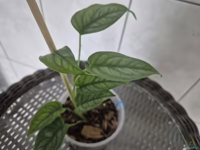 Monstera siltepecana im Garten pflanzen (Einrichtungsbeispiele mit Monstera siltepecana)