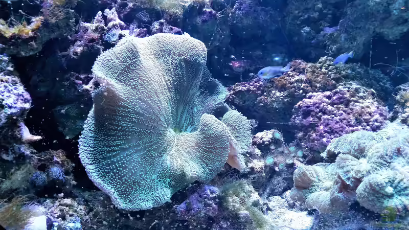 Montipora capricornis im Aquarium halten (Einrichtungsbeispiele für Kleinpolypige Steinkoralle)