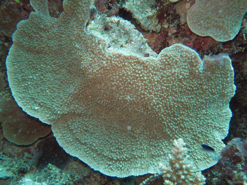 Montipora danae im Aquarium halten (Einrichtungsbeispiele für Kleinpolypige Steinkoralle)  - Montipora-danaeaquarium