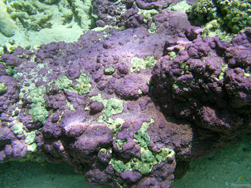 Montipora efflorescens im Aquarium halten (Einrichtungsbeispiele für Kleinpolypige Steinkoralle)  - Montipora-efflorescensaquarium