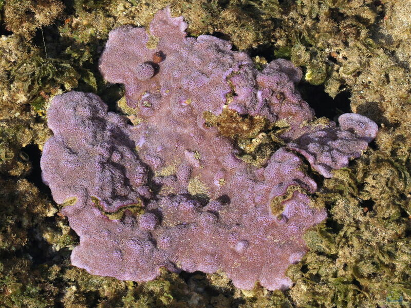 Montipora flabellata im Aquarium halten (Einrichtungsbeispiele für Kleinpolypige Steinkoralle)  - Montipora-flabellataaquarium