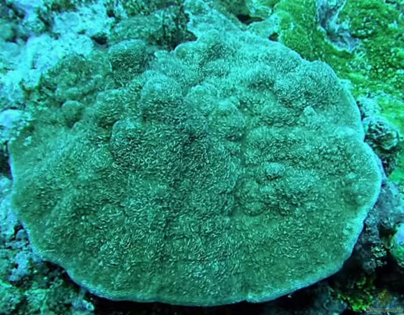 Montipora foveolata im Aquarium halten (Einrichtungsbeispiele für Kleinpolypige Steinkoralle)