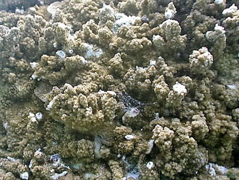 Montipora turtlensis im Aquarium halten (Einrichtungsbeispiele für Kleinpolypige Steinkoralle)  - Montipora-turtlensisaquarium