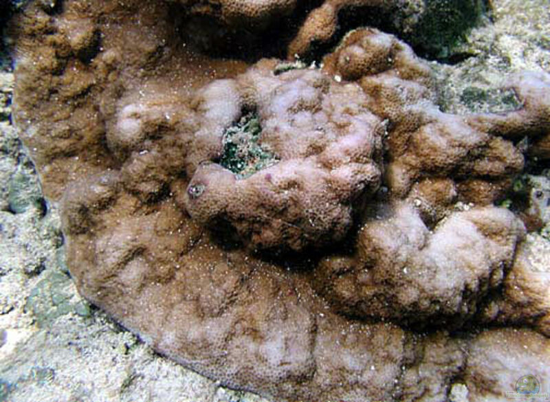 Montipora venosa im Aquarium halten (Einrichtungsbeispiele für Kleinpolypige Steinkoralle)  - Montipora-venosaaquarium
