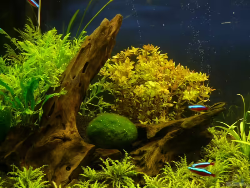 Mooreiche als Deko im Aquarium (Einrichtungsbeispiele mit Mooreiche)