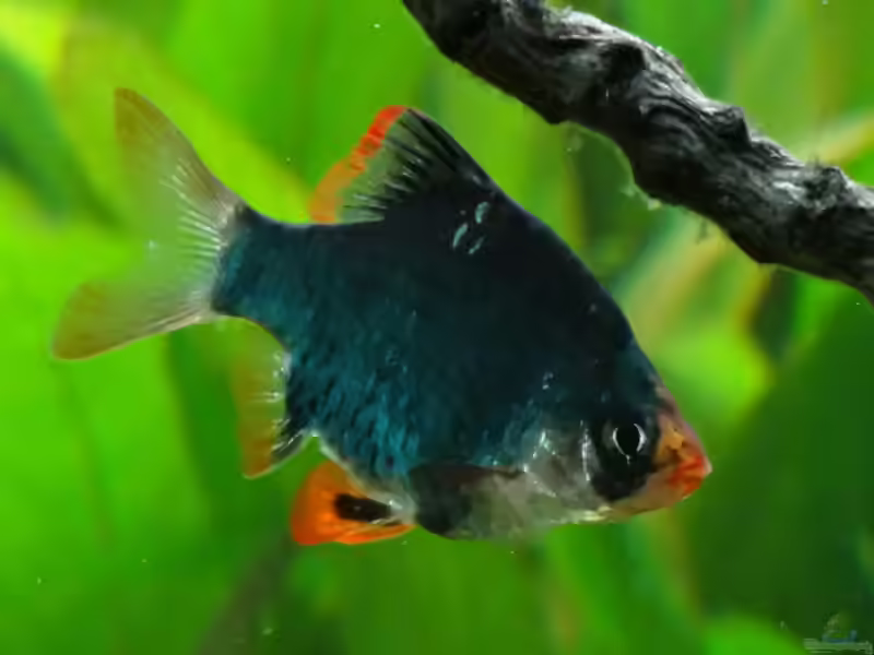 Puntius tetrazona grün im Aquarium halten (Einrichtungsbeispiele mit Moosbarbe)