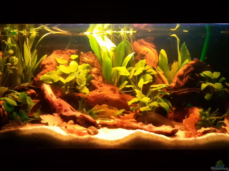 Mopani Holz im Aquarium – Biologische Filterung und stabiles Nährstoffmanagement (Einrichtungsbeispiele mit Mopani Holz)