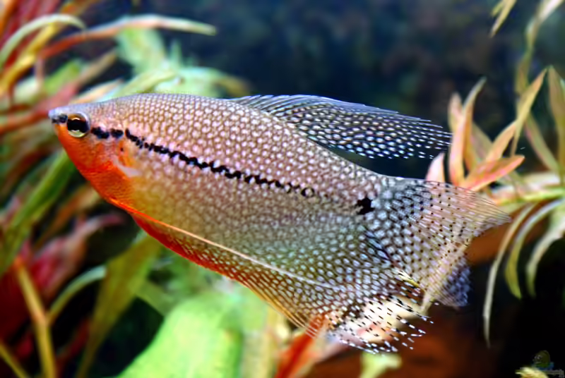 Trichogaster leerii im Aquarium halten (Einrichtungsbeispiele mit Mosaikfadenfisch)