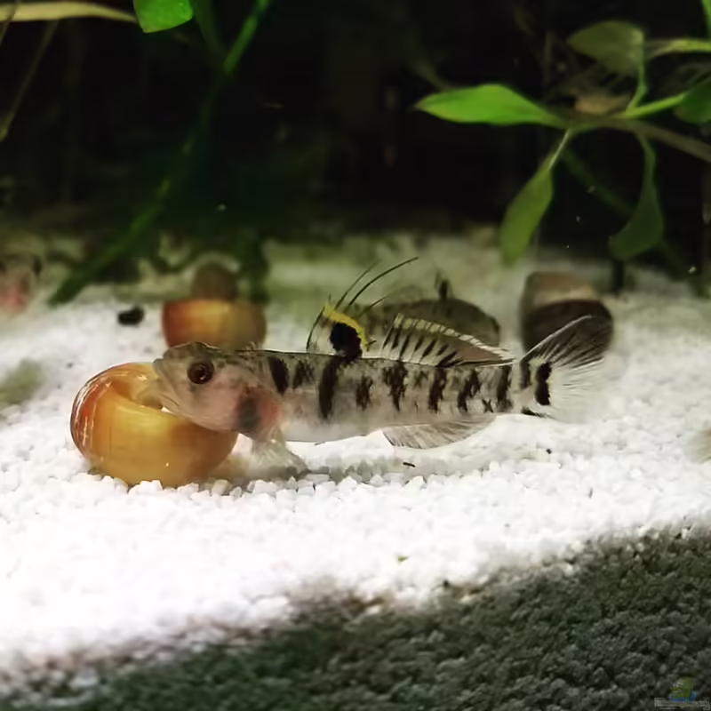 Mugilogobius tigrinus im Aquarium halten (Einrichtungsbeispiele für Mangroven-Zwerggrundel)