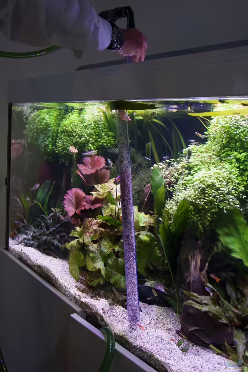 Mulmglocke im Aquarium (Einrichtungsbeispiele mit Mulmsauger)