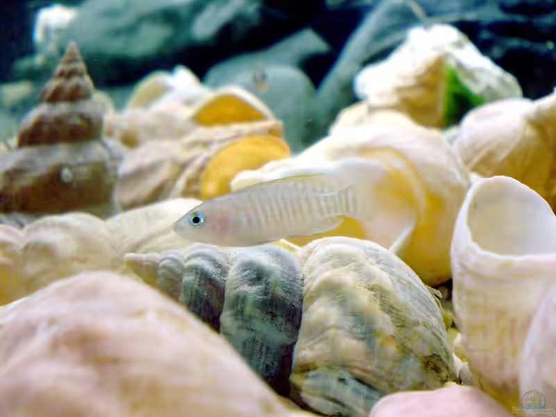 Neolamprologus multifasciatus im Aquarium halten (Einrichtungsbeispiele mit Vielgestreifter Schneckenbuntbarsch)
