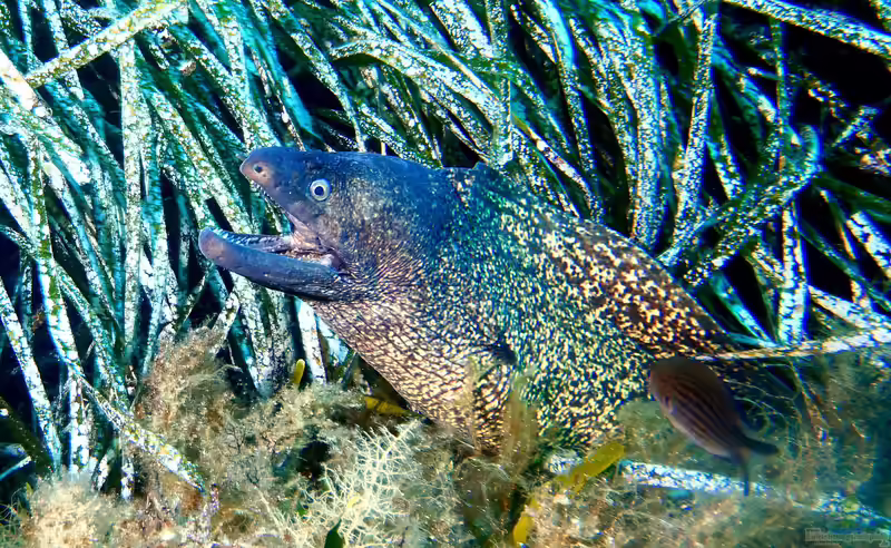 Muraena helena im Aquarium halten (Einrichtungsbeispiele für Mittelmeer-Muräne)
