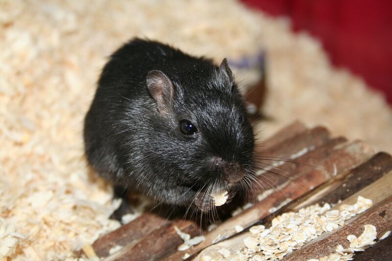 Mäuse im Terrarium halten: Tipps und Tricks (Einrichtungsbeispiele für Mäuse)